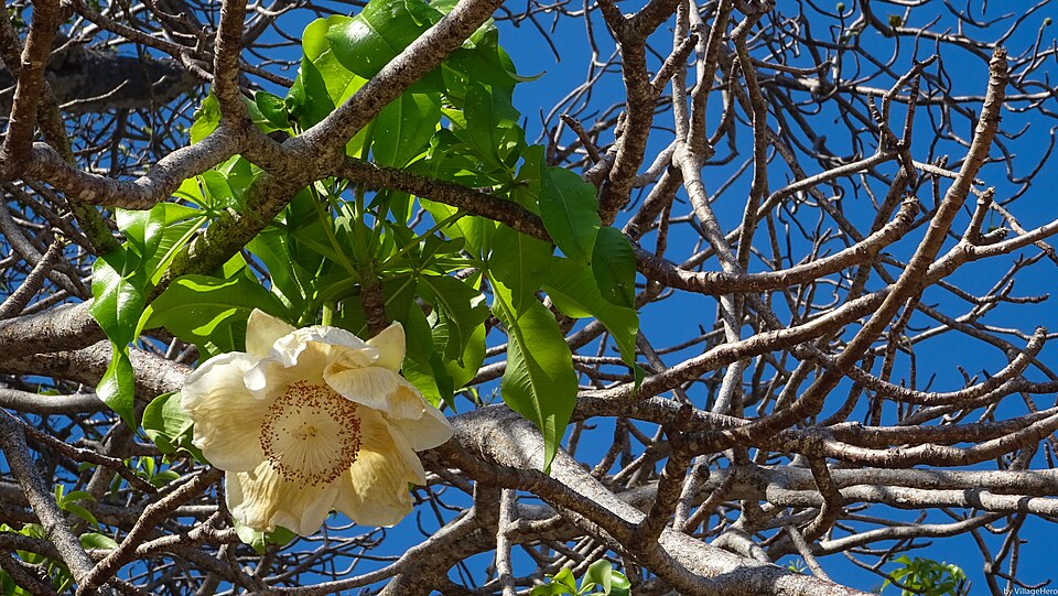 planuri eSIM de călătorie pentru Mayotte